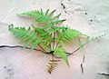 Samambaia fern